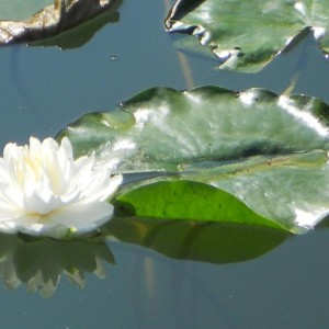 DSCN0274 (Copia)