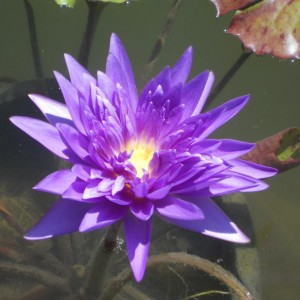 DSCN0957