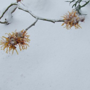 Hamamelis