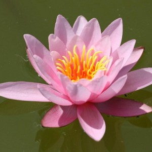 015  ROSENNIMPHE