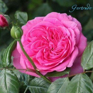 Gertrude Jekyll