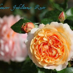 Sängerhauser Jubiläums Rose