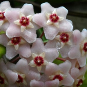 Hoya