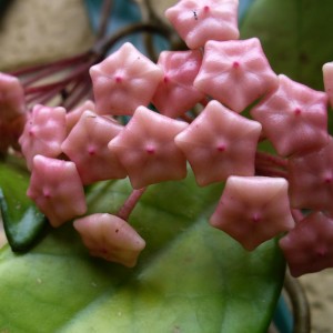 Hoya  boccioli