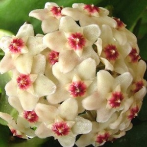 hoya fiore