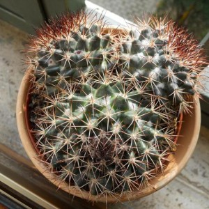 Immagine cactus