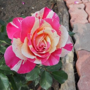 DSCN0192 (Copia)