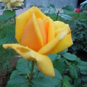 DSCN0329 (Copia)
