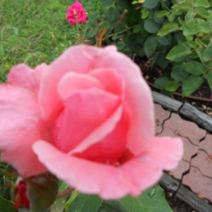 DSCN0336 (Copia)
