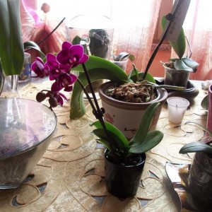 mini mini phal