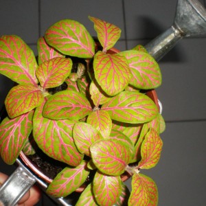 Fittonia