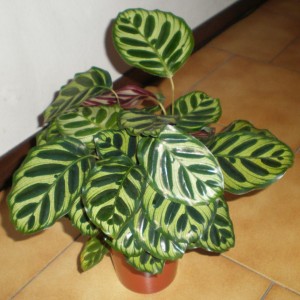 Calathea Makyoana