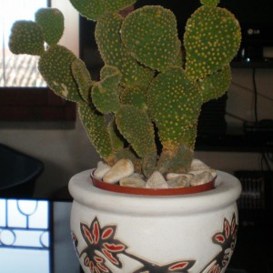 Opuntia