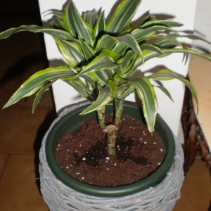 Dracena