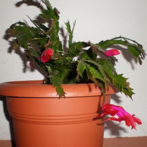 Schlumbergera in fiore