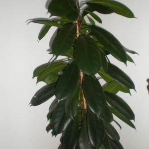 Ficus robusta