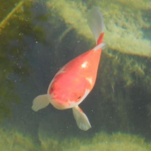 DSCN1386