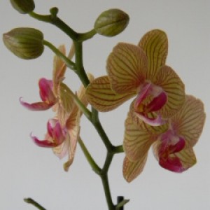 phal gialla righe rosse 2011