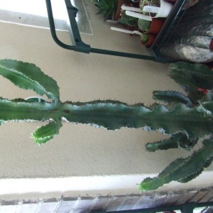 2072011 Euphorbia