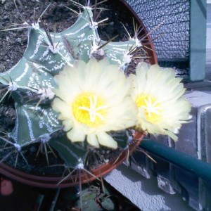 060511 Astrophytum