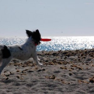 mirtilla e il frisbee!
