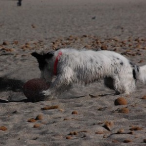 frisbee ti amo!