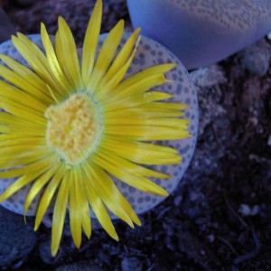 Lithops fiore set 2010