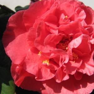 camelia