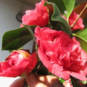 camelia1