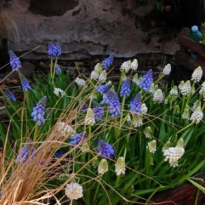 muscari