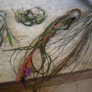 da sinistra a destra:
tillandsia caput medusae
tillandsia pruinosa
tillandsia butzii
tillandsia juncifolia
