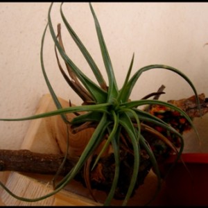tillandsia aeranthos