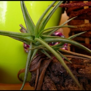 tillandsia aeranthos