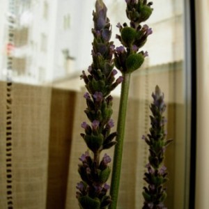 Lavandula dentata serenity.