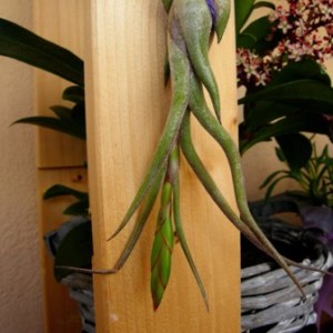 Tillandsia caput medusae.