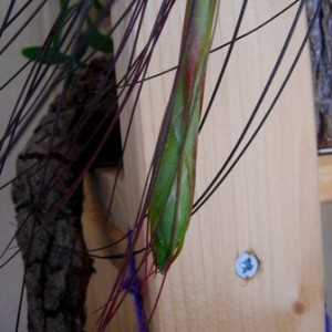 Tillandsia juncifolia, bocciolo.