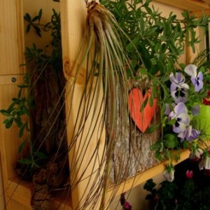 Tillandsia juncifolia.