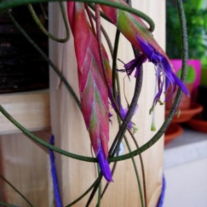 Tillandsia butzii, boccioli.