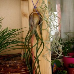 Tillandsia butzii e Tillandsia usnoides.