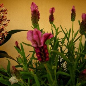 Lavandula stoechas paradiso dark pink.