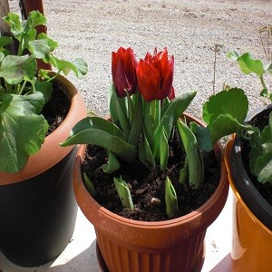 tulipani rossi