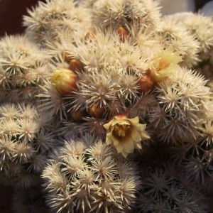 Mammillaria gracilis cv. Arizona snowcap 2