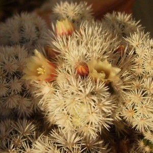 Mammillaria gracilis cv. Arizona snowcap