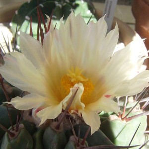 Thelocactus riconensis