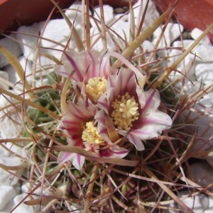 Echinofossulocactus sp.