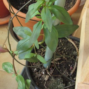 Bocca di leone invernale