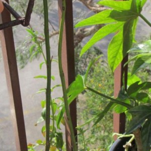 Giacaranda ...un anno dopo