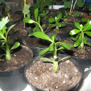 Adenium