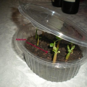 Adenium neonate