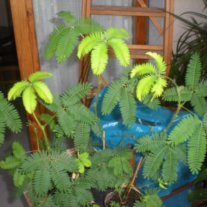 Mimosa pudica